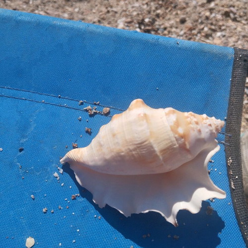 Seashells used, over 100, with seahorse and starfish