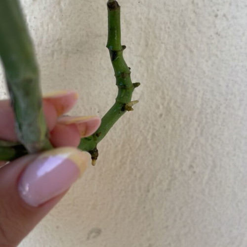 Monstera Monkey Mask plant cutting with roots