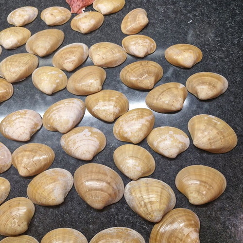 Natural seashells used, large size, 586 g