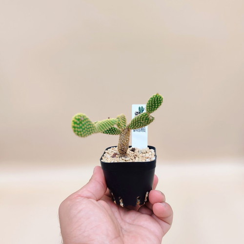 Opuntia Microdasys cactus in plastic pot new