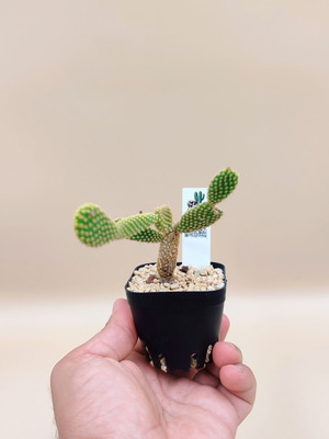 Opuntia Microdasys cactus in plastic pot new