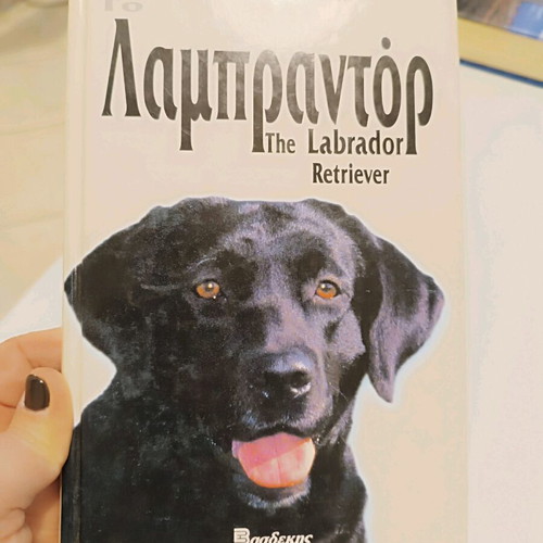 Labrador book like new