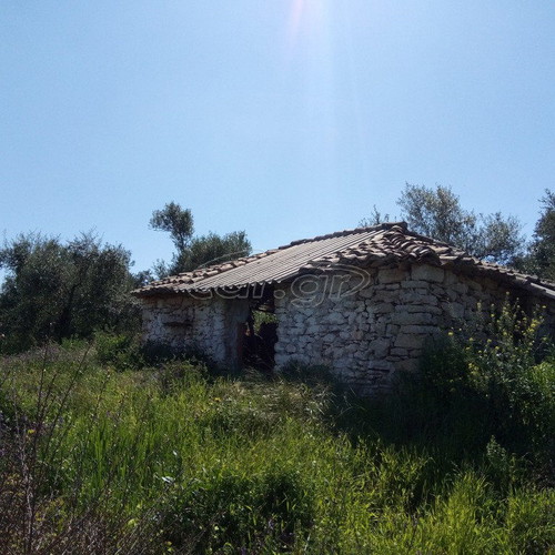 Building land with olive trees in Messinia, Petalidi Achladochori