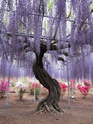 Wisteria climbing plant seeds, pack of 25, purple flowers