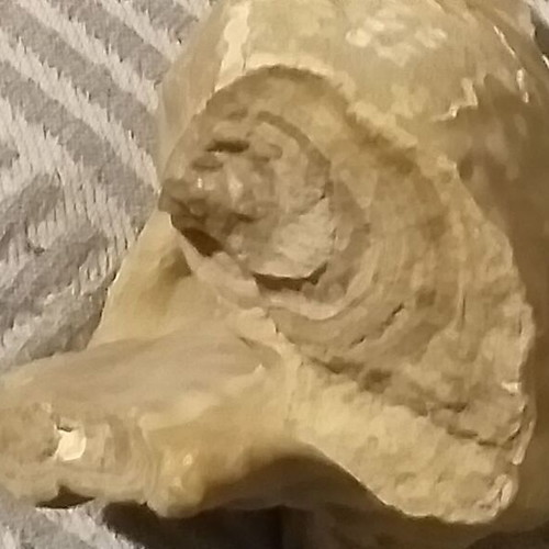 Fossils like new, set with comb, starfish and unknown