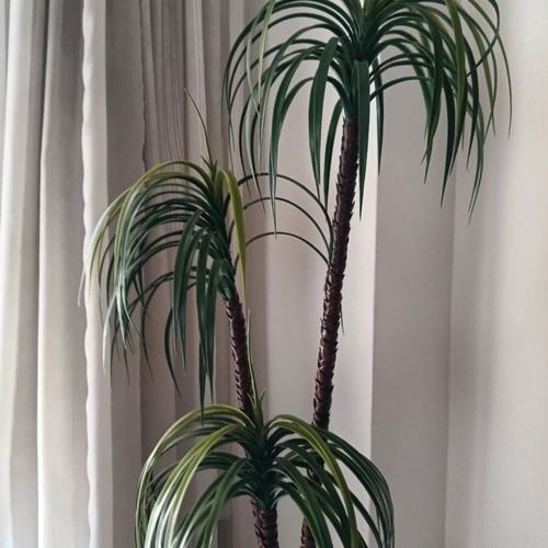 Decorative plant for indoor and outdoor spaces (H 1.40).