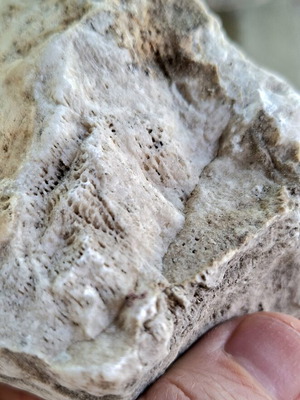 Fossil coral from Northern Evros, limestone, new
