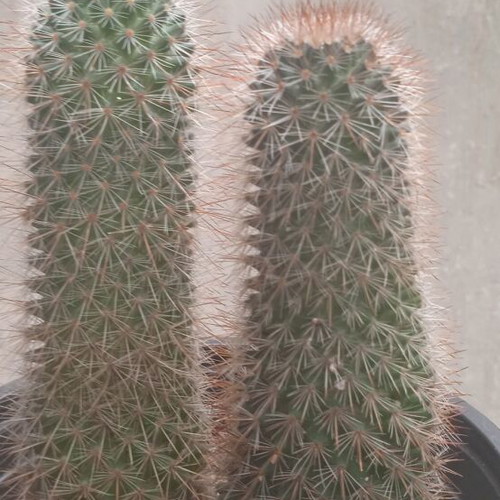 Cactus in nursery pot Mammillaria Spinosissima new