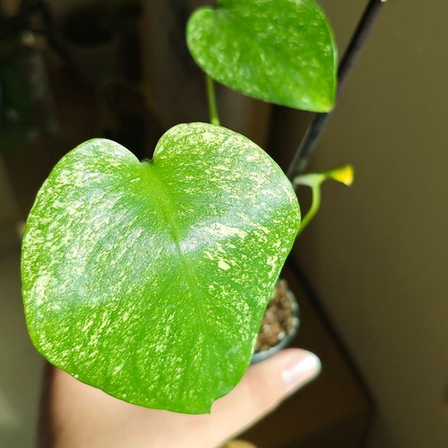 Monstera Mint plant