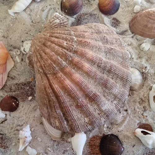 Lion's Paw Natural Seashell like new