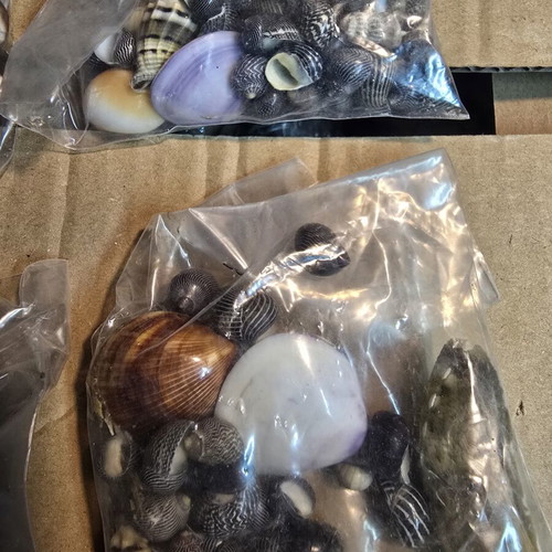 Decorative seashell set, 4 sealed bags for crafts
