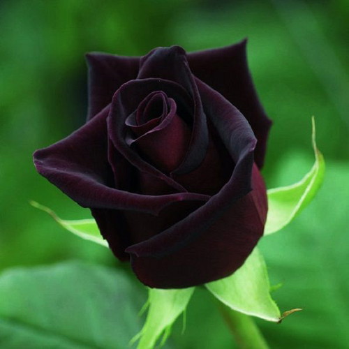 Black Baccara deep red rose seeds, pack of 25