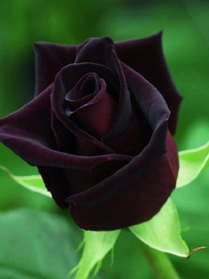 Black Baccara deep red rose seeds, pack of 25