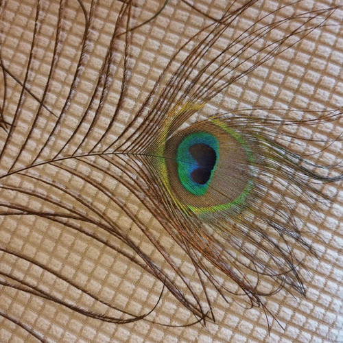 Set of 8 authentic peacock feathers like new, large and impressive