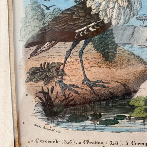 Antique 1856 Engraving like new with birds and insects