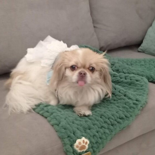 Handmade pet blanket with Alize Puffy yarn, green, made to order