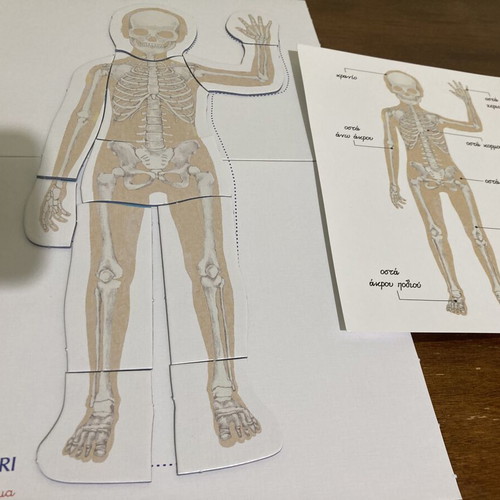 Montessori The Human Body educational puzzle used