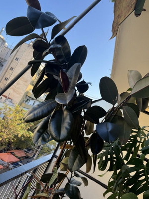 Φυτό φίκος μεγάλο σαν καινούργιο