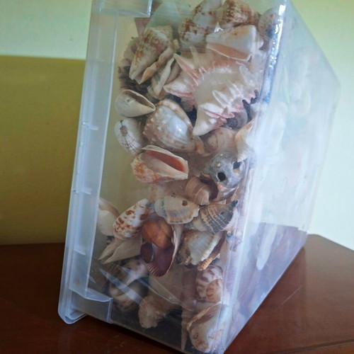 Large collection pack of natural seashells with box