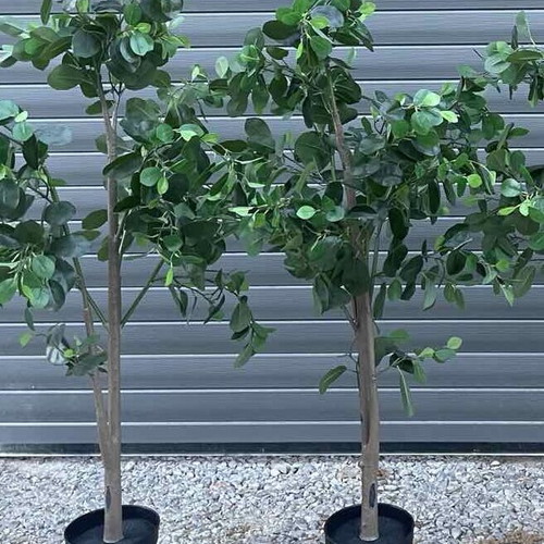 Benjamin type artificial plants like new, 2 pieces, 130-135cm