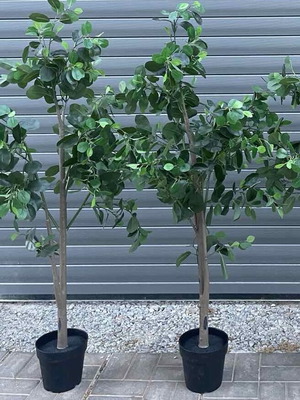 Benjamin type artificial plants like new, 2 pieces, 130-135cm