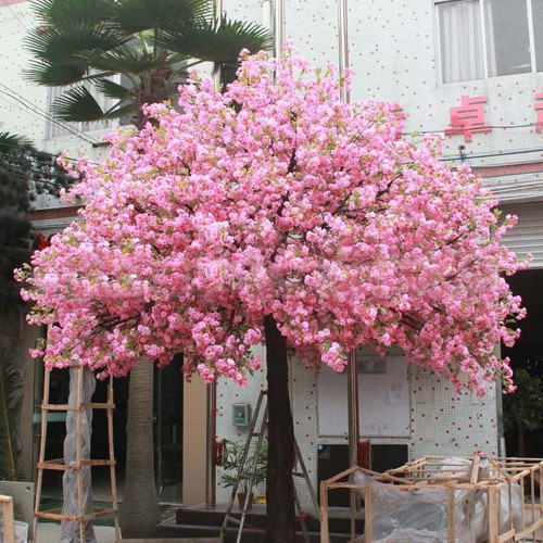 25 Pink Japanese Cherry Sakura Prunus Serrulata Seeds
