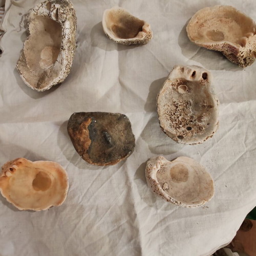Fossilized Sea Shells Pack of 7 Like New