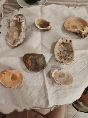 Fossilized Sea Shells Pack of 7 Like New