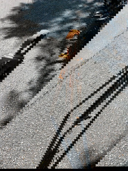 καβαλετο