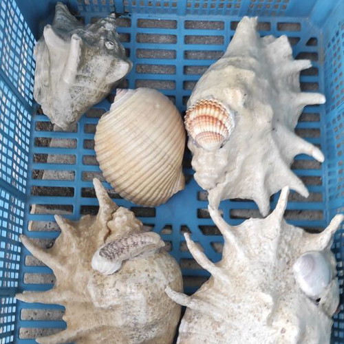 Large Red Sea shells new in various designs