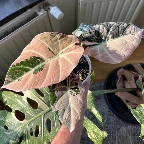 Alocasia Black Velvet Pink Variegata new plant