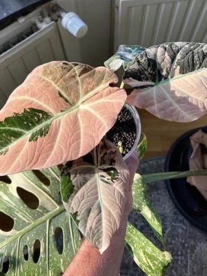 Alocasia Black Velvet Pink Variegata new plant