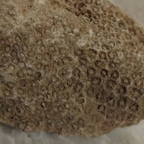 Coral fossil from Crete like new