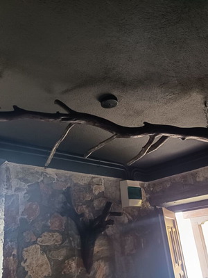 Σκελετοί φωτιστικών οροφής από κλαδιά κέδρου, σετ 3