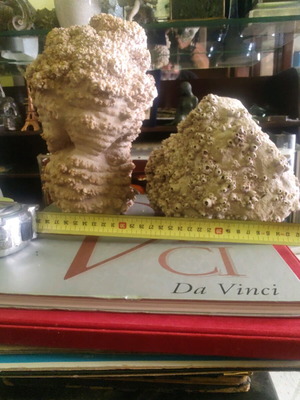Corals from Australia like new, rare, underwater