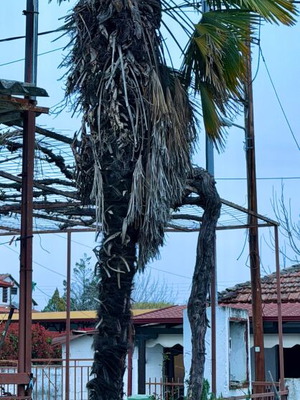 Φοίνικας κορμός 4,5 μέτρων σαν καινούργιο, 20 ετών