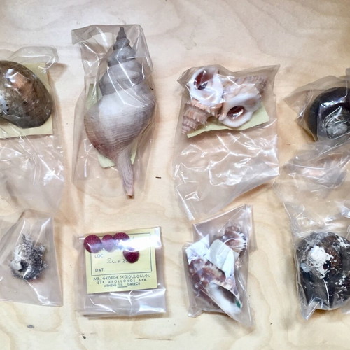 Variety of seashells like new from collection