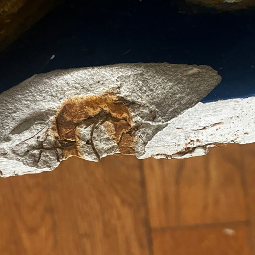 Gypsum phoenix used, junta era with date 18/3/1969
