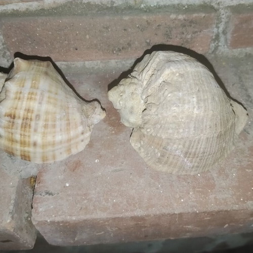 Large vintage natural sea shells Rapana from Black Sea, set of 2