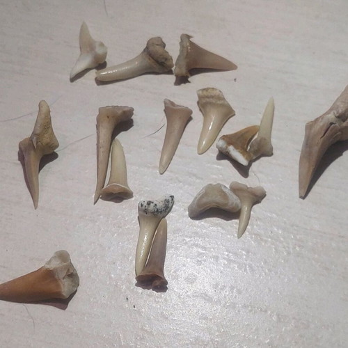 Shark teeth collectible new, set of 16 pieces
