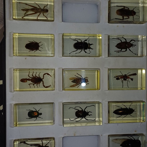 Insect collection new
