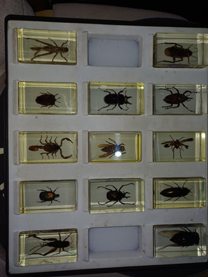 Insect collection new