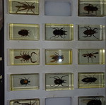 Insect collection new