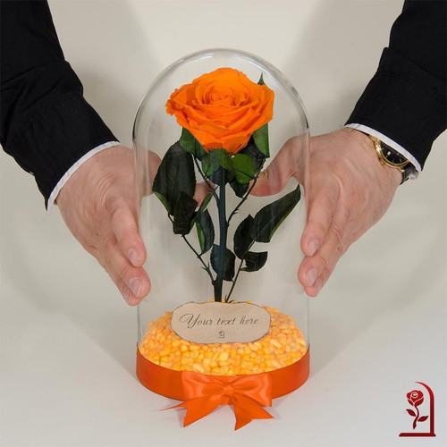 Orange natural eternal rose in large glass dome new