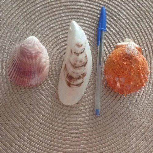 Set of 3 closed shells Spondylus, Cowrie and Scallop like new