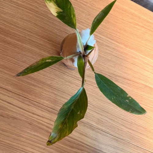 Philodendron Caramel Marble Variegata new with unique marble variegation
