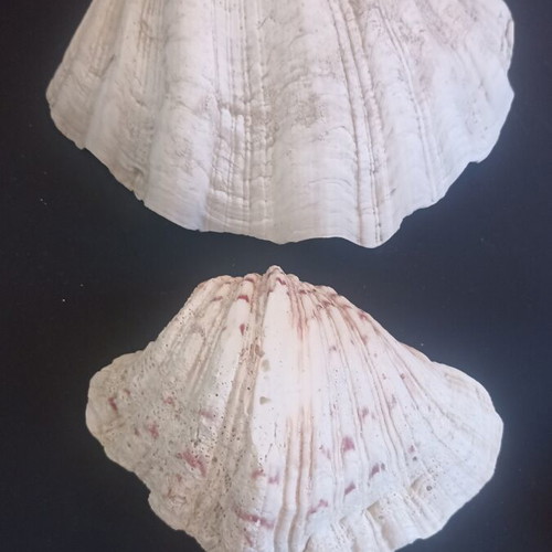 Set of 2 Decorative Natural Seashells Hippopus hippopus like new