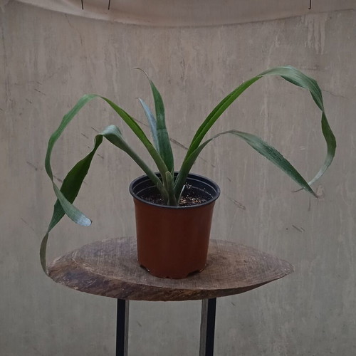 Bilbergia Nutans tropical plant new with pink flowers