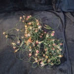 80-90s Christmas string lights, non-working