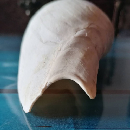 Medium Seashell #1 used